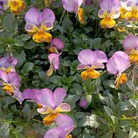 乙女心,ビオラ,お気に入り,ピンク,お気に入り♡の画像