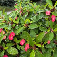 ハナキリン,花壇,発芽,可愛い,小さな花壇の画像
