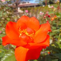バラ,乙女心,薔薇,公園,お気に入りの画像