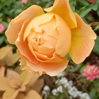 バラ,乙女心,薔薇,公園,お気に入りの画像