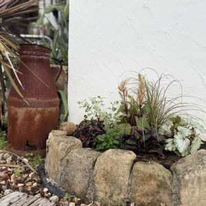 多肉植物,多肉植物寄せ植え,アエオニウム属,我が家の花壇,みどりのある暮らしの画像
