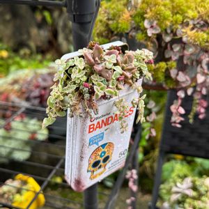 多肉植物,多肉寄せ植えの画像