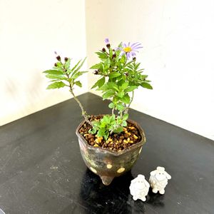 ノコンギク,盆栽,季節の花,花のある暮らし,グリーンのある暮らしの画像