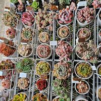 エケベリア,多肉植物,台風対策,植物だいすき,多肉のある暮らしの画像