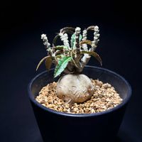 ユーフォルビア ワリンギアエ,ユーフォルビア,塊根植物,ユーフォルビア属。,バルコニストの画像