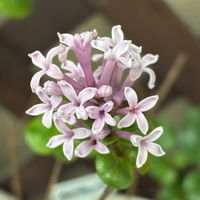 サボテン,シバザクラ,ライラック,アリアケスミレ,鉢植えの画像