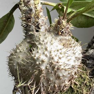 Hydnophytum formicarum,スクアメラリア,アデニウム 獅子葉,ヒドノフィツム・モセレヤナム,Dorset horn adeniumの画像