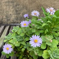 ダルマギク,野菊,盆栽,海岸の植物,在来種の画像
