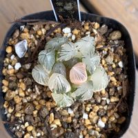 オブツーサ,オブツーサ錦,オブツーサ錦　紫王,多肉植物,鉢植えの画像