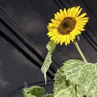 ヒマワリ,ひまわり,黄色い花,あきの画像