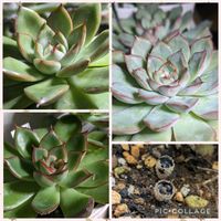 クリスマスイブ,ヘラクレス,霊穏,多肉植物,エケベリア属の画像