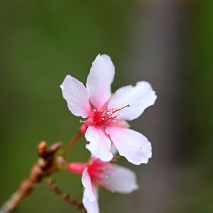 オカメザクラ,オカメザクラ,公園,返り咲きの画像
