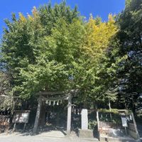 イチョウ,花のある暮らし,植中毒,おでかけ先,秋ですね♪の画像