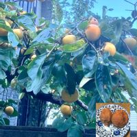 サルビア,ジニア,ナスタチウム,カキ,カキの画像