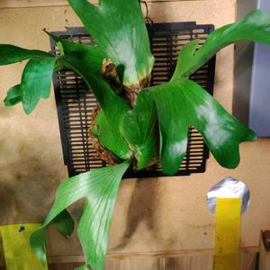 コウモリラン,コウモリラン・ホルタミー,コウモリラン・ホルタミー,観葉植物,シダ植物の画像