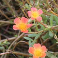ポーチュラカ,ポーチュラカ,Juneの会,月曜日は元気色の花,秘密の花園♡の画像