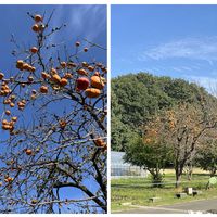 柿の木,カキ,カキ,柿の実,✨今日のお花✨の画像