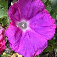 アサガオ,朝顔,あさがお,今日も笑顔で♡,花を通じて愛と平和をの画像