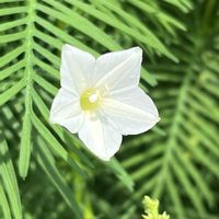 ルコウソウ,ルコウソウ,散歩,白い花,花散歩の画像