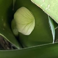 マユハケオモト,素敵な出会いに感謝,今日も笑顔で♡,花を通じて愛と平和を,ほら、綺麗な花でしょ！の画像