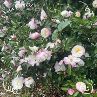 サザンカ,シャリンバイ,ボケ,お花大好き♡,復興祈願の画像