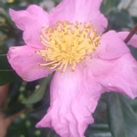 カキ,イチジク,実りの秋,お花のある暮らし,サザンカのお花の画像