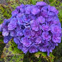アジサイ,感謝,花のある暮らし,いつまでも,き　れ　い❤の画像