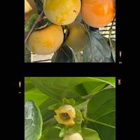 レモン,柚子,カキ,柿の花,柿の実の画像