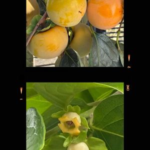 レモン,柚子,カキ,柿の花,柿の実の画像