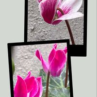 ガーデンシクラメン,カワラナデシコ,ゲンノショウコ赤花,ゲンノショウコ(ミコシグサ),小さい庭の画像