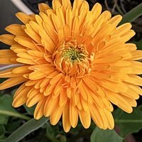クリサンセマム,クリサンセマム,ガーデンガーベラ　サンシェイパーイネス,花壇,花のある暮らしの画像