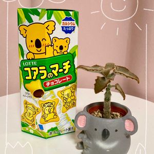 可愛い〜♡,お気に入り♡,季節の花,多肉植物のある暮らし,とってもキレイ♡の画像