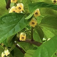 ローゼル,カキ,アオツヅラフジ,スマホ撮影,今日のお花の画像