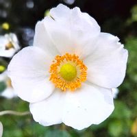 秋明菊,通勤途中,ちゃちゃ 人気の投稿の画像