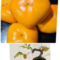 アエオニウム,今日のお花の画像