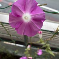 アサガオ,朝顔,アサガオ♡,うなじショット, アサガオの画像
