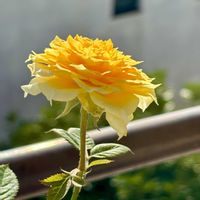 バラ・ミニバラ,良い一日を…,その他エクステリアの画像