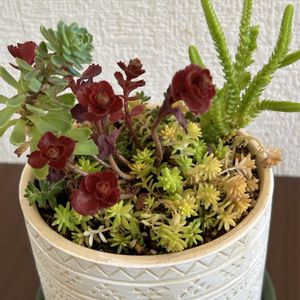 ハマギク,多肉寄植え,GSの皆さんに感謝,観光地に住んでます,病気になんか負けないの画像
