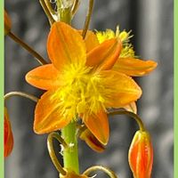 ユーフォルビア 彩雲閣,ハナアロエ,ガステリア リトルワーティ,植え替え,花のある暮らしの画像