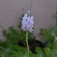レースラベンダー,ベランダの画像