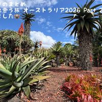アロエ,キュンキュン乙女倶楽部,【こまち多肉部】,平和を願う☆,Sydneyの画像