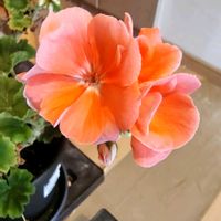 クリスマスローズ,ゼラニウム,ゼラニウム,プリンセチア　ローザ,花のある暮らしの画像