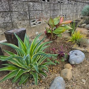 寄せ植え,ガーデニング,ナチュラルガーデン,コンテナガーデン,花のある暮らしの画像
