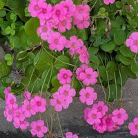 オキザリス,オキザリス ボーウィー (ハナカタバミ),花散歩の画像