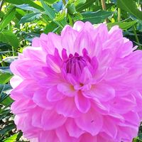 ダリア,乙女心,お気に入り,ピンク,お気に入り♡の画像