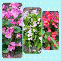 ベゴニア,ありがとう❤️,GSに感謝。,❤️いいね、ありがとう,散歩での画像