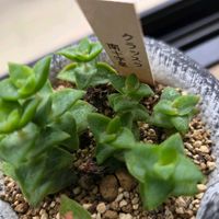クラッスラ 南十字星,多肉植物,クラッスラ属,いただきもの,狭いベランダの画像