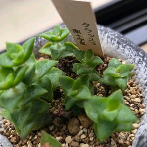クラッスラ 南十字星,多肉植物,クラッスラ属,いただきもの,狭いベランダの画像