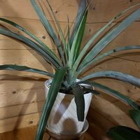 パイナップル,季節のお花,我が家のお花,花好き,実がつかないの画像