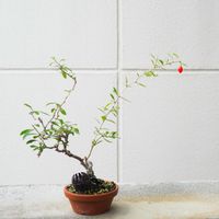盆栽,小品盆栽,山野草,バルコニー/ベランダの画像